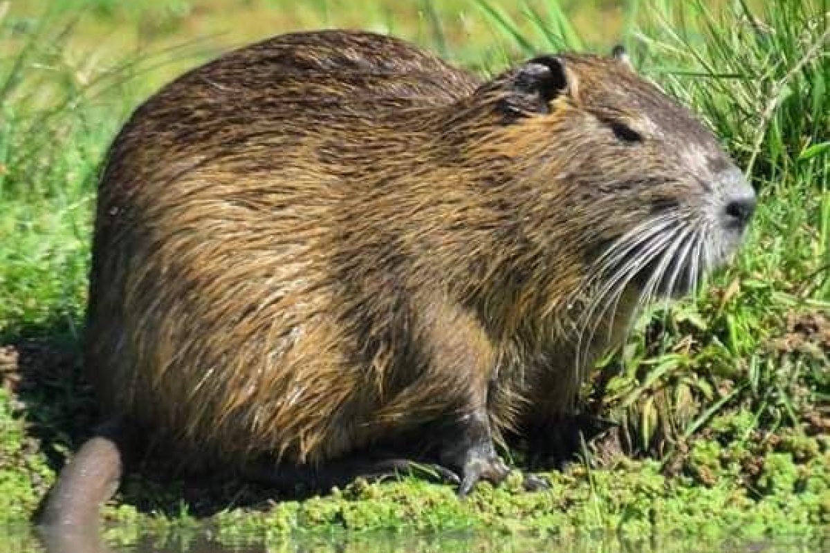 Recomendaciones del Sistema de Áreas Protegidas ante la presencia de fauna silvestre en la Costanera