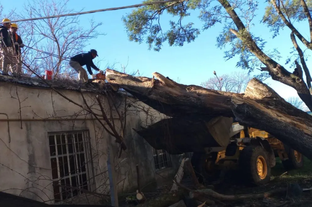 Un árbol cayó sobre el techo de la Maternidad del Hospital Centenario