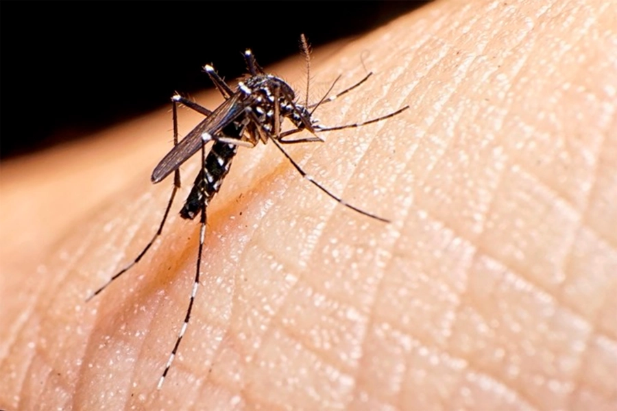 Confirmaron tres casos de dengue en Entre Ríos y se detectó una nueva variante